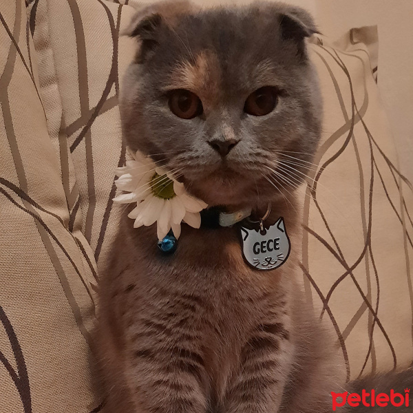 Scottish Fold, Kedi  Gece fotoğrafı