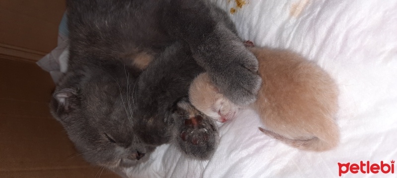 Scottish Fold, Kedi  Gece fotoğrafı