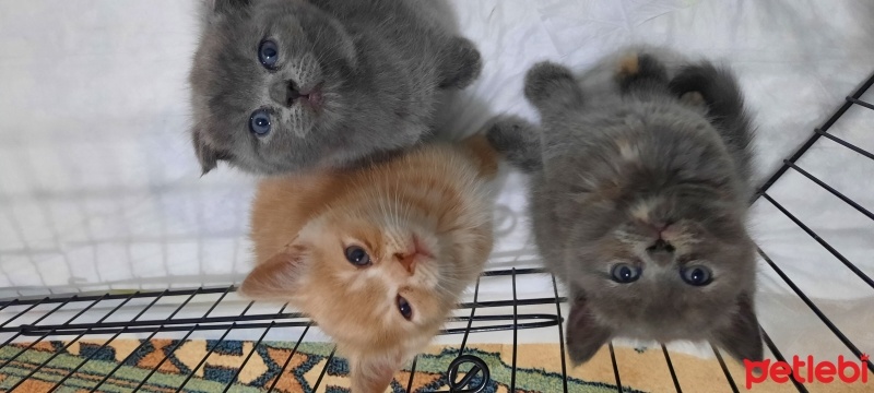 Scottish Fold, Kedi  Gece fotoğrafı