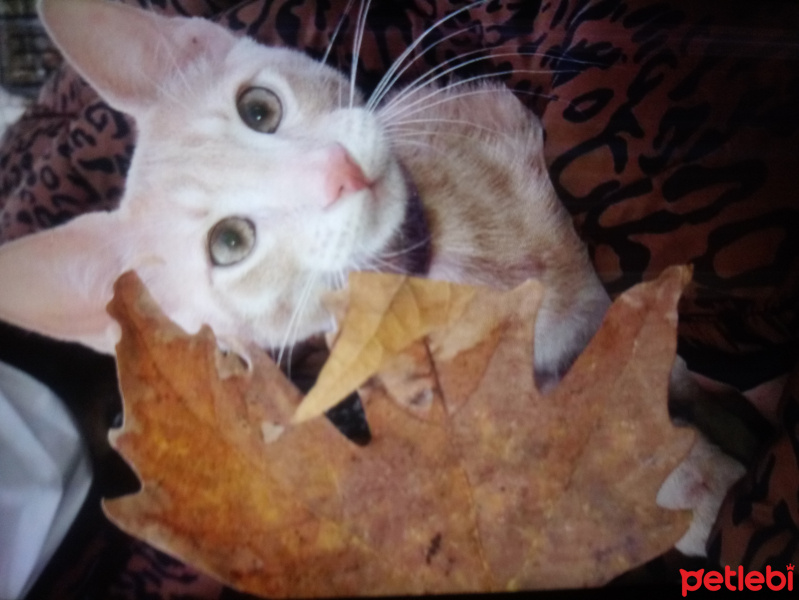 Tekir Kedi, Kedi  Julide fotoğrafı