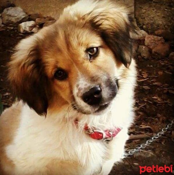 Golden Retriever, Köpek  Dipper fotoğrafı