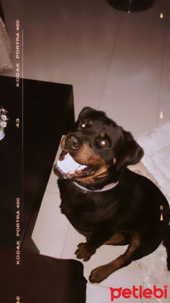 Rottweiler, Köpek  Pasha fotoğrafı