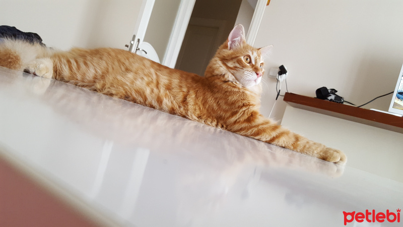 Sarman, Kedi  Pancu fotoğrafı