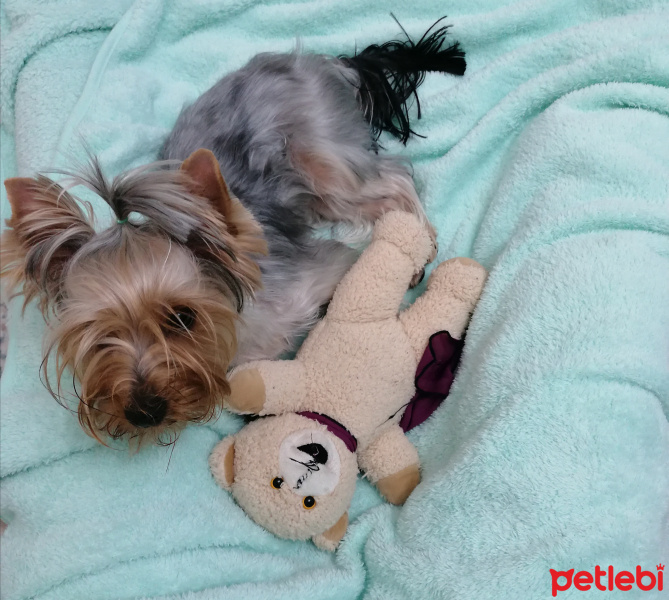 Yorkshire Terrier, Köpek  Fiona fotoğrafı