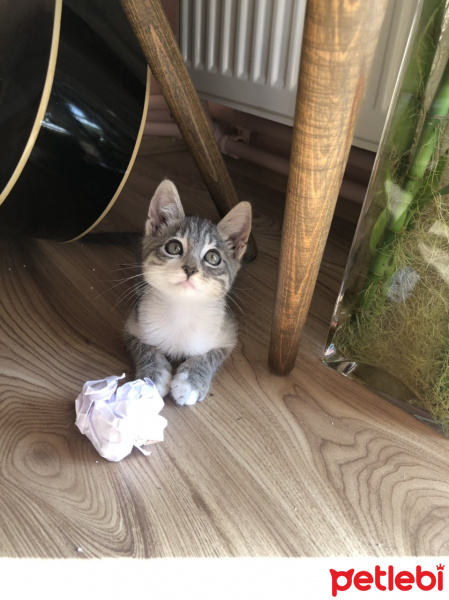 Tekir Kedi, Kedi  Gümüş fotoğrafı