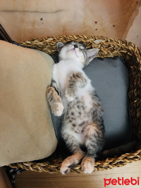 Tekir Kedi, Kedi  Gümüş fotoğrafı
