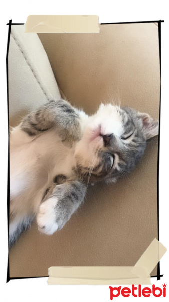 Tekir Kedi, Kedi  Gümüş fotoğrafı