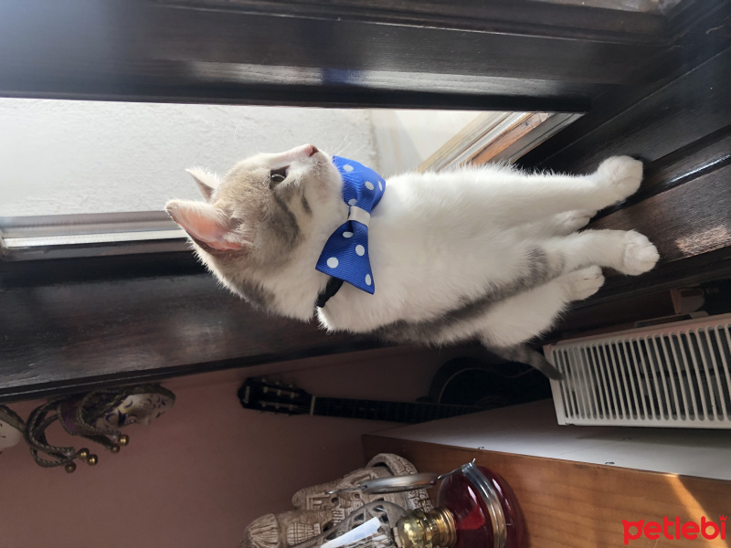 Tekir Kedi, Kedi  Gümüş fotoğrafı