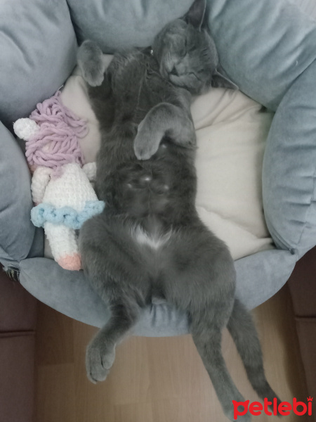 Mavi Rus, Kedi  Duman fotoğrafı