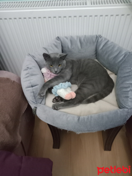 Mavi Rus, Kedi  Duman fotoğrafı