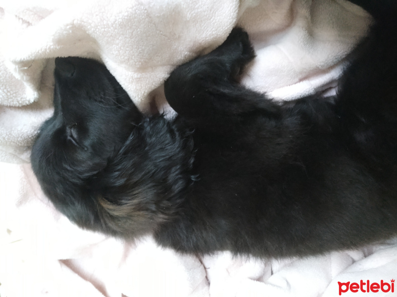 Pomeranyalı, Köpek  Çiko fotoğrafı