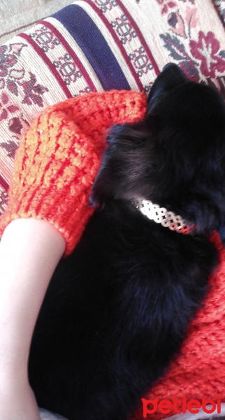 Pomeranyalı, Köpek  Çiko fotoğrafı