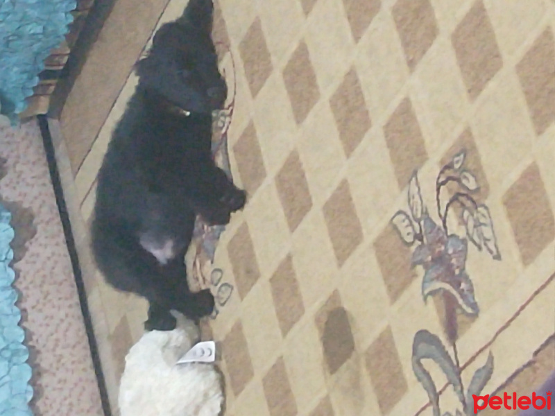 Pomeranyalı, Köpek  Çiko fotoğrafı