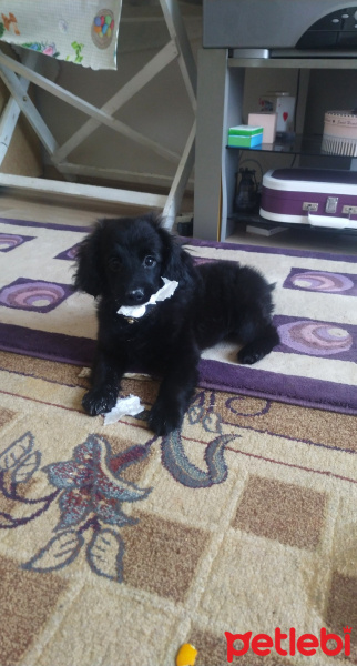 Pomeranyalı, Köpek  Çiko fotoğrafı