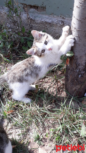 Tekir Kedi, Kedi  Yogi fotoğrafı