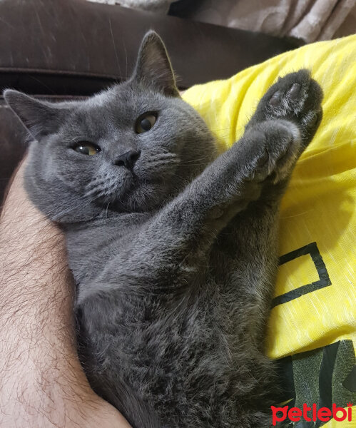 British Shorthair, Kedi  Duman fotoğrafı