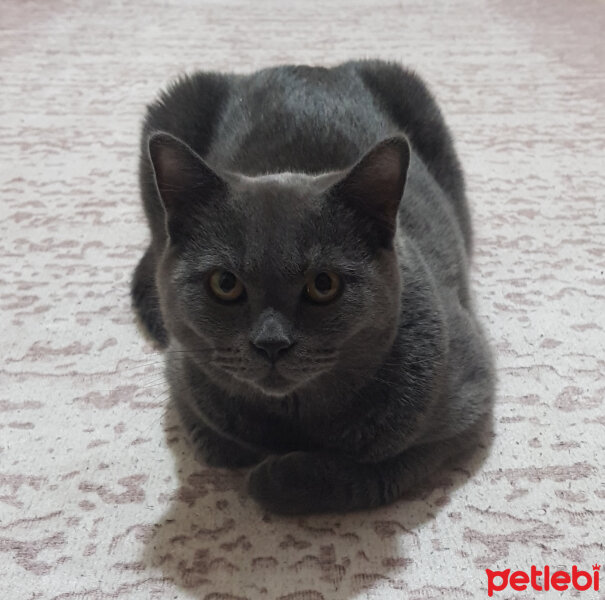 British Shorthair, Kedi  Duman fotoğrafı