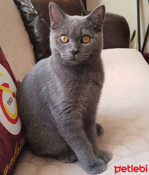 British Shorthair, Kedi  Duman fotoğrafı