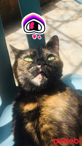 Tekir Kedi, Kedi  salem fotoğrafı