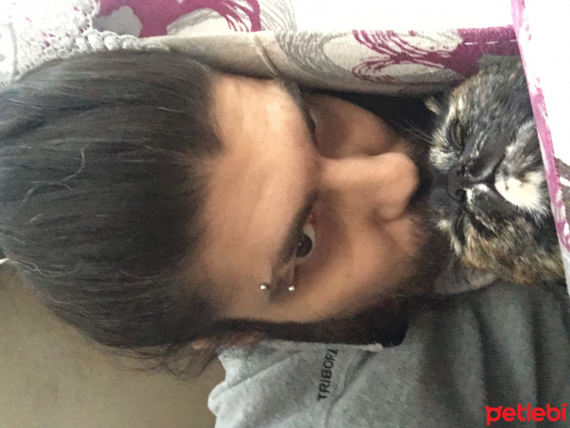 Tekir Kedi, Kedi  salem fotoğrafı