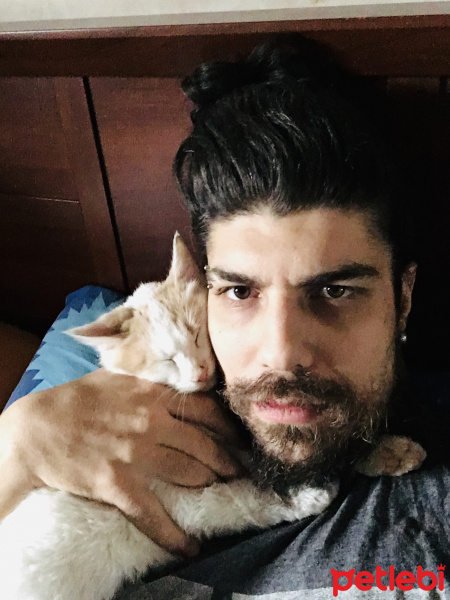 Tekir Kedi, Kedi  paris fotoğrafı