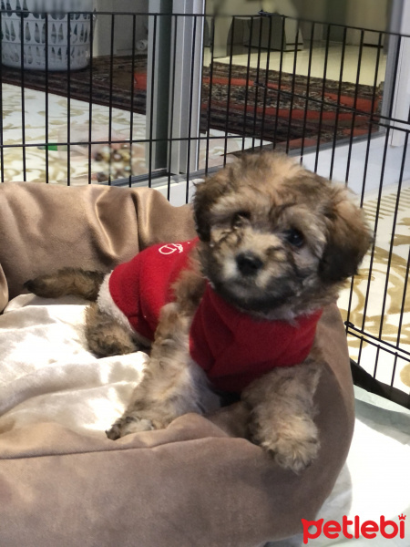Maltese, Köpek  Lina fotoğrafı
