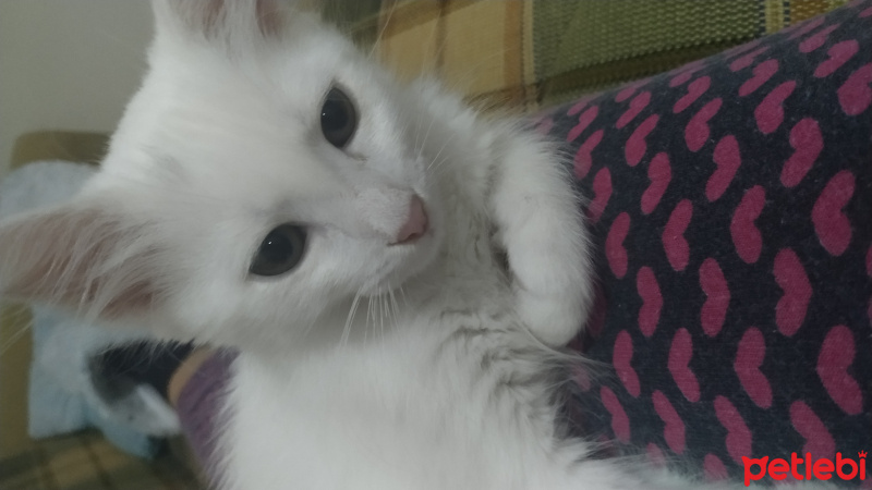 Ankara Kedisi, Kedi  Pamuk fotoğrafı
