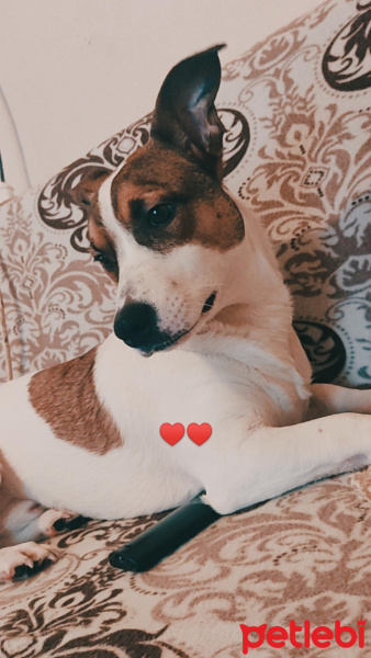 Jack Russell Terrier, Köpek  Kahve fotoğrafı