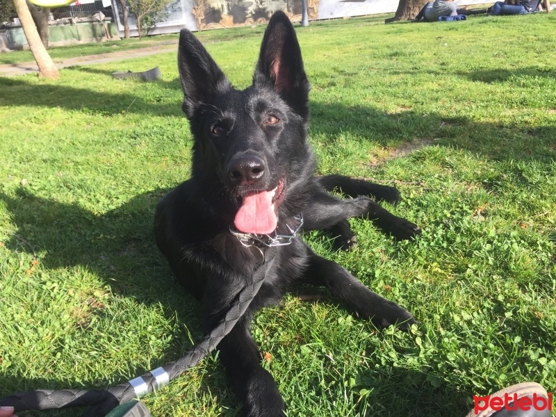 Alman Çoban Köpeği, Köpek  Voodoo fotoğrafı
