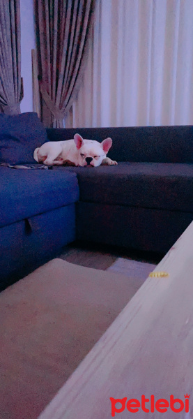 Fransız Bulldog, Köpek  Saki fotoğrafı