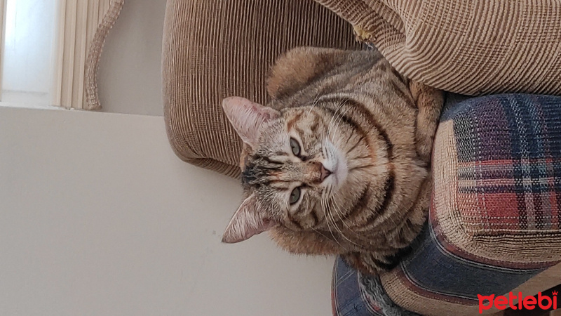 Tekir Kedi, Kedi  Karami fotoğrafı