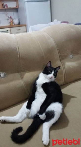 Tekir Kedi, Kedi  Lokum fotoğrafı