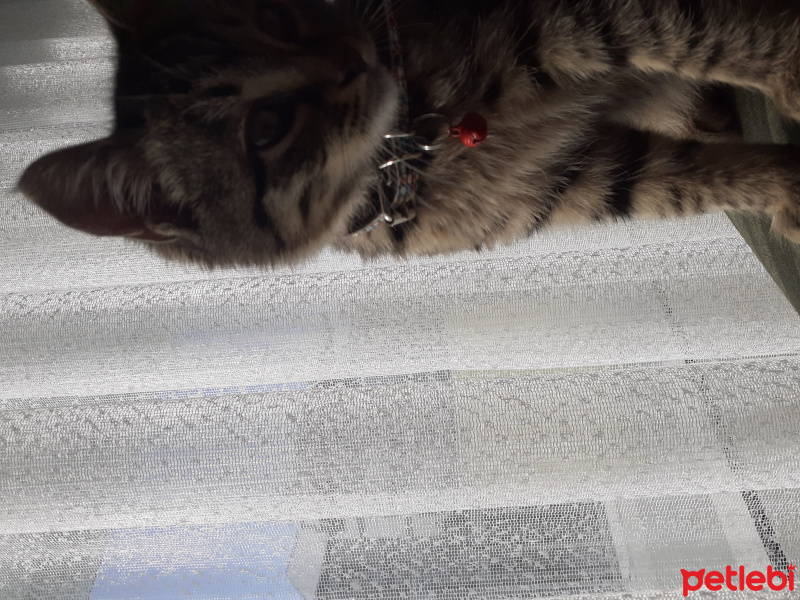 Tekir Kedi, Kedi  Pamuk fotoğrafı