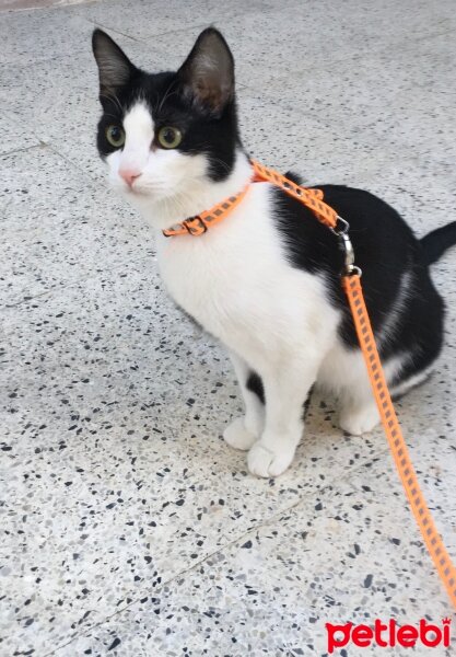 Tuxedo (Smokin) Kedi, Kedi  Pufi fotoğrafı