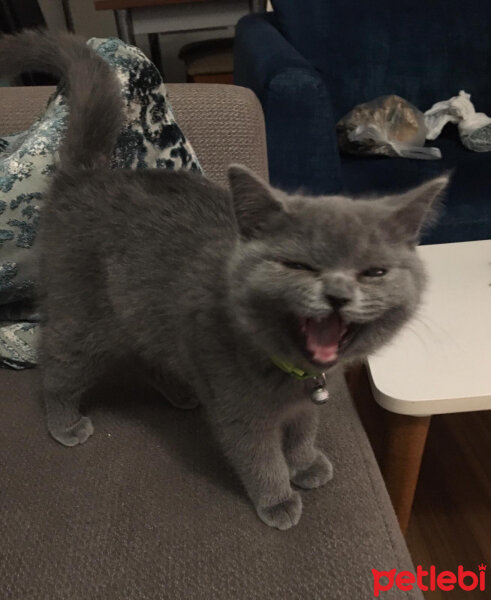 British Shorthair, Kedi  Lulu fotoğrafı