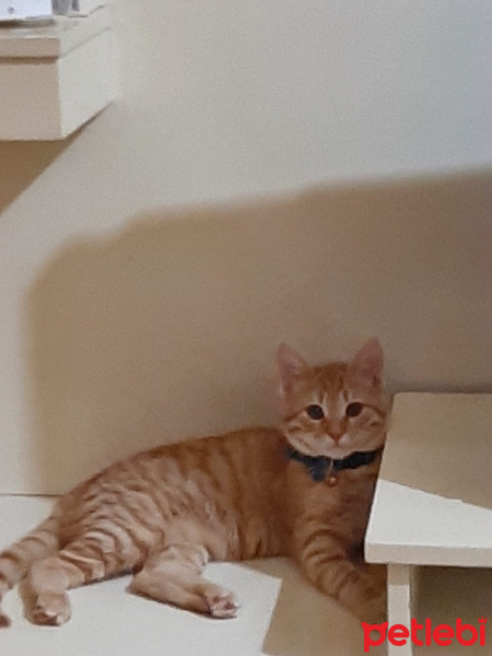 Sarman, Kedi  pipo fotoğrafı