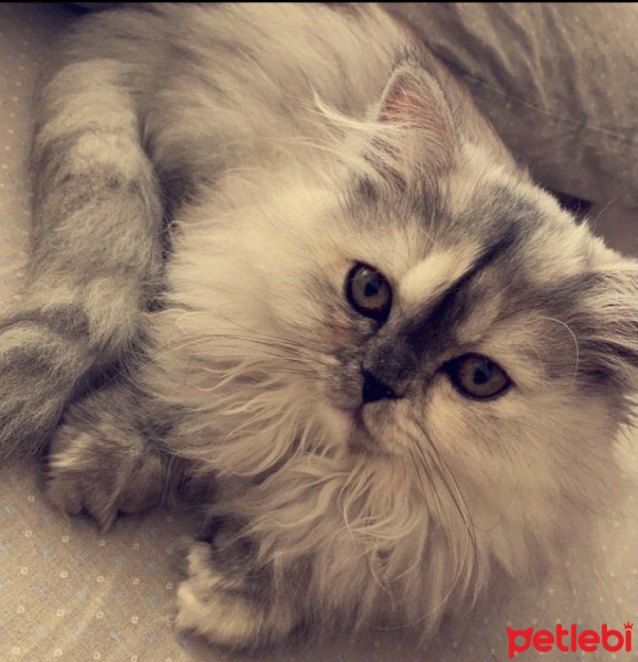 İran Kedisi (Persian), Kedi  Şila fotoğrafı