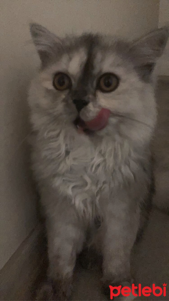 İran Kedisi (Persian), Kedi  Şila fotoğrafı