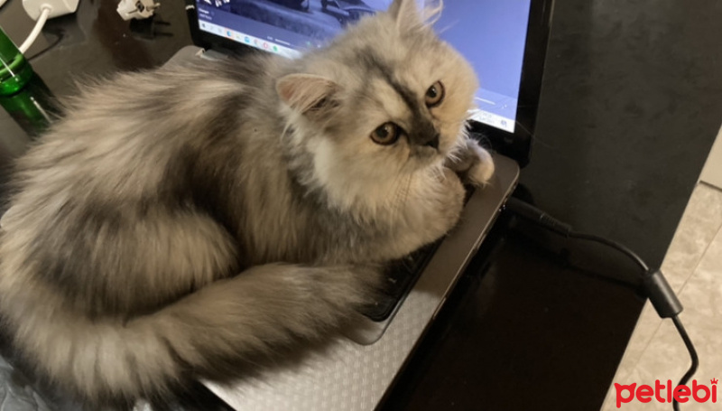 İran Kedisi (Persian), Kedi  Şila fotoğrafı