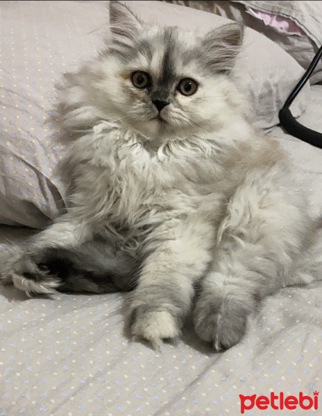 İran Kedisi (Persian), Kedi  Şila fotoğrafı