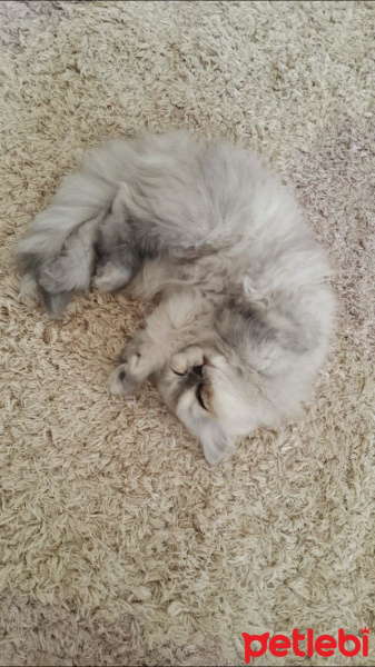 İran Kedisi (Persian), Kedi  Şila fotoğrafı
