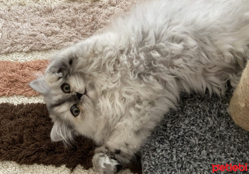 İran Kedisi (Persian), Kedi  Şila fotoğrafı