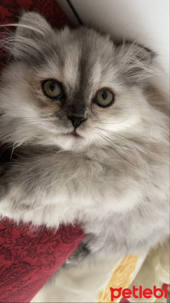 İran Kedisi (Persian), Kedi  Şila fotoğrafı