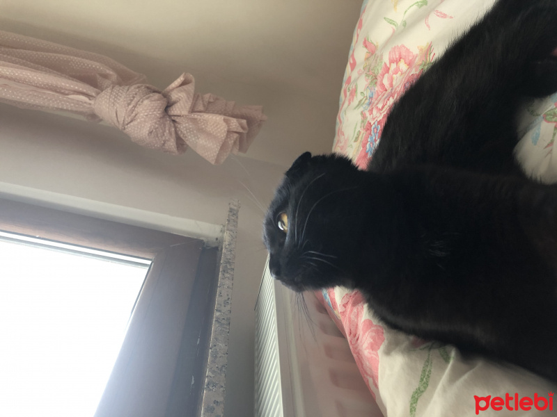 Scottish Fold, Kedi  Mia fotoğrafı