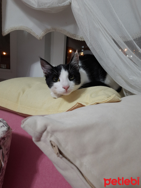 Tekir Kedi, Kedi  Uça fotoğrafı