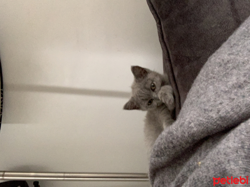Brazilian Shorthair, Kedi  Luna fotoğrafı