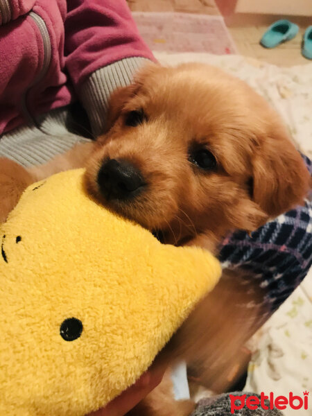 Golden Retriever, Köpek  Şans fotoğrafı