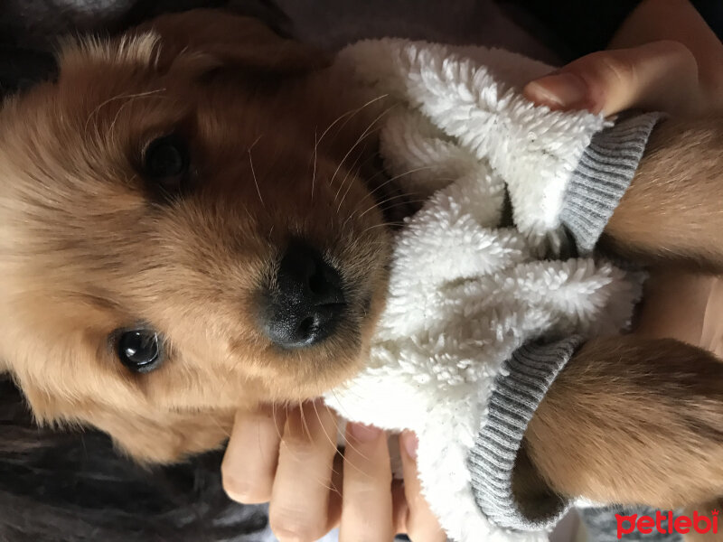 Golden Retriever, Köpek  Şans fotoğrafı