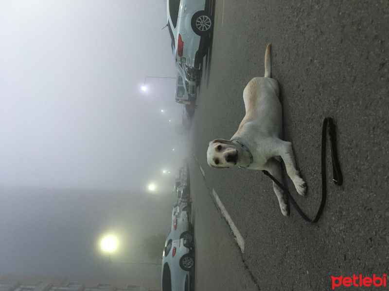 Labrador Retriever, Köpek  Sherlock fotoğrafı