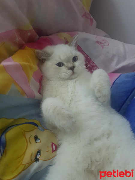 British Shorthair, Kedi  Bulut fotoğrafı